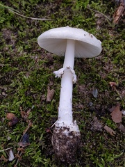 Amanita russuloides
