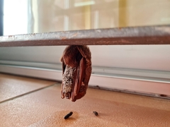 Lasiurus blossevillii