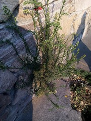 Erigeron bonariensis