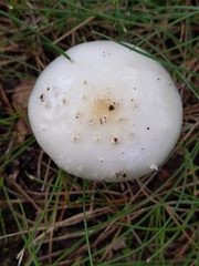 Amanita russuloides