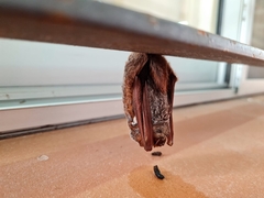 Lasiurus blossevillii