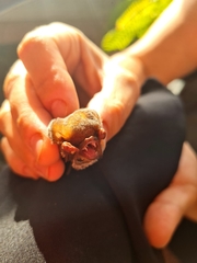 Lasiurus blossevillii