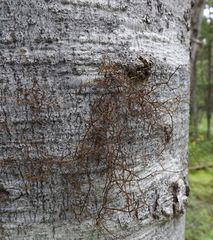 Bryocaulon pseudosatoanum