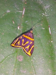 Hemerophila orinympha