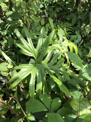 Philodendron elegans, photograph 3