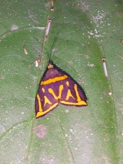 Hemerophila orinympha