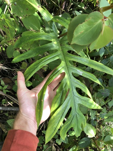 Philodendron elegans, photograph 2