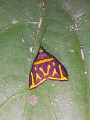 Hemerophila orinympha