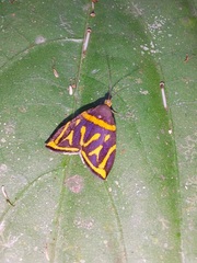 Hemerophila orinympha