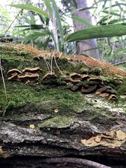 Phellinus xeranticus
