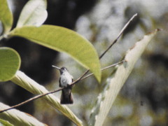 Lampornis hemileucus image