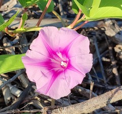 Ipomoea pes-caprae