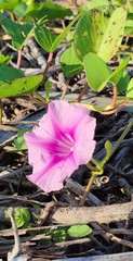 Ipomoea pes-caprae