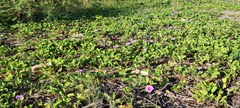 Ipomoea pes-caprae