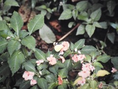 Leptophobia caesia tenuicornis