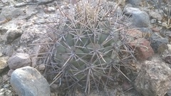 Coryphantha poselgeriana
