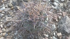 Coryphantha poselgeriana