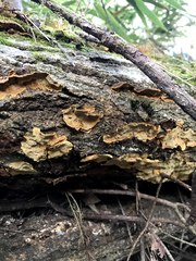 Phellinus xeranticus