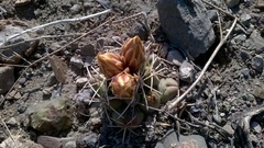 Coryphantha robustispina