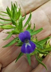 Stemodia florulenta