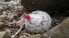 Mammillaria lasiacantha