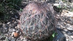 Echinomastus unguispinus