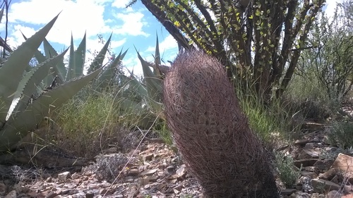 Sclerocactus unguispinus