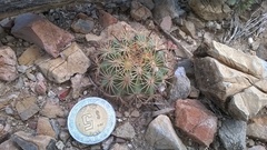 Echinomastus unguispinus