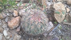 Echinomastus unguispinus