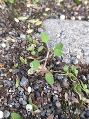 Coprosma propinqua