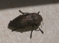 Capnodis tenebricosa