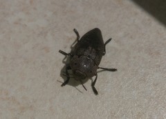 Capnodis tenebricosa