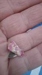 Psectrotarsia euposis