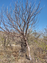 Bursera palmeri
