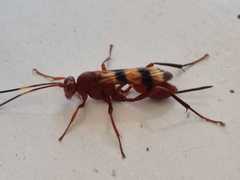 Trogomorpha arrogans