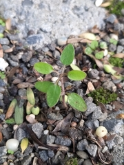 Coprosma propinqua
