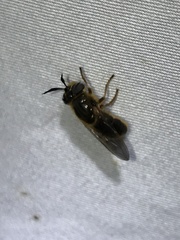 Callicera erratica