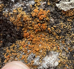 Polycauliona bolacina