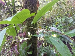 Passiflora arborea