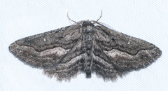 Aethaloida packardaria