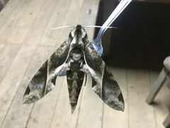 Eumorpha anchemolus