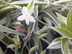 Chlorophytum laxum