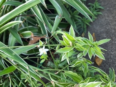 Chlorophytum laxum