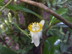 Passiflora arborea