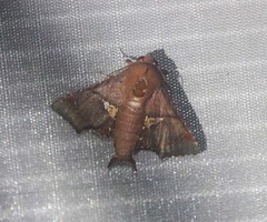 Targallodes vittalba