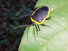 Rhyssocephala