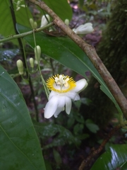 Passiflora arborea