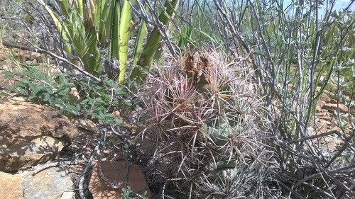 Coryphantha kracikii