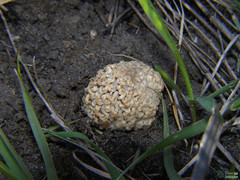 Morchella steppicola
