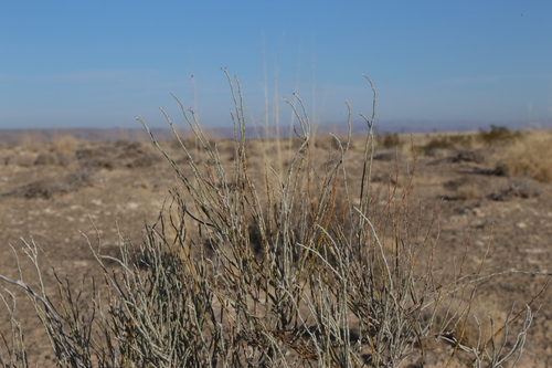 Image of Gypsum Scalebroom (Lepidospartum burgessii) by (c) Reid Hardin, some rights reserved (CC BY)